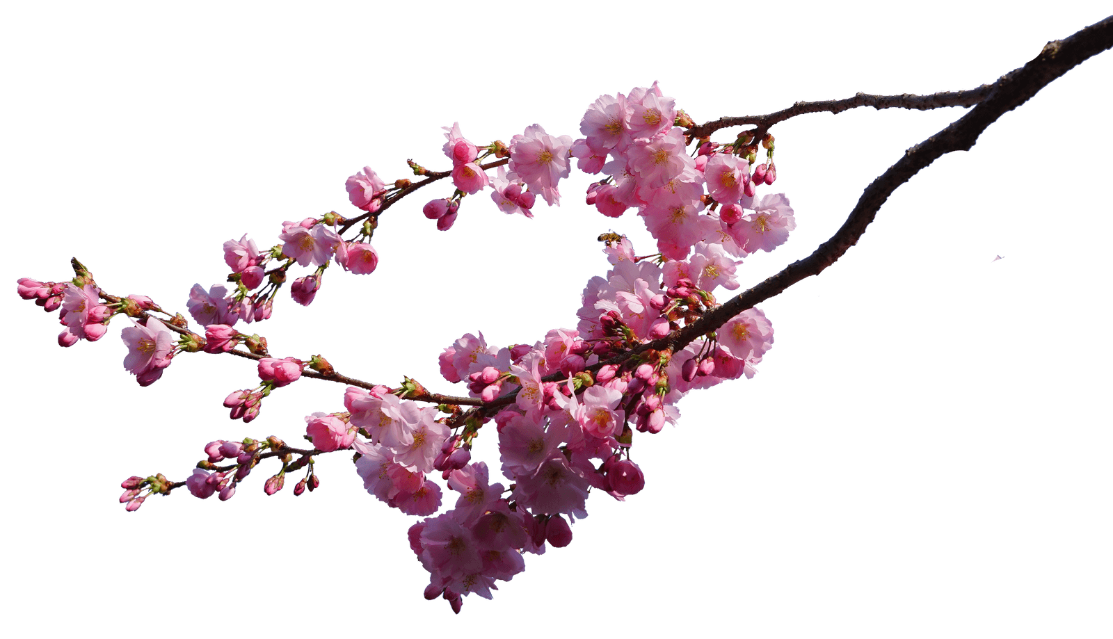 cherry blossom branch